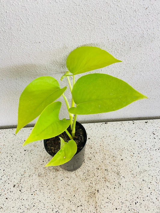 Epipremnum 'Gold' (Golden Pothos/ Devil’s Ivy)