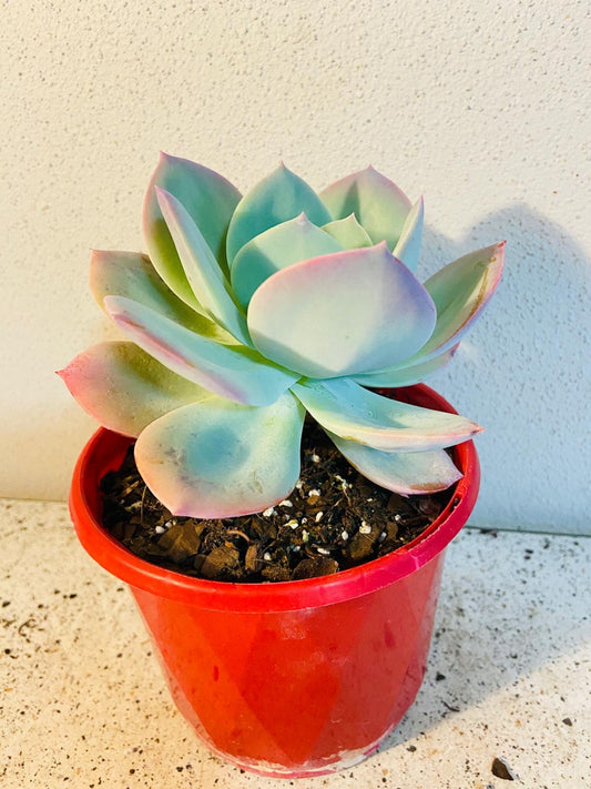Echeveria Carnicolour 130mm