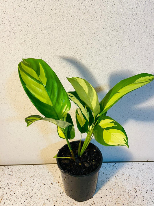 Ctenanthe lubbersiana 'Golden Mosaic'  100mm