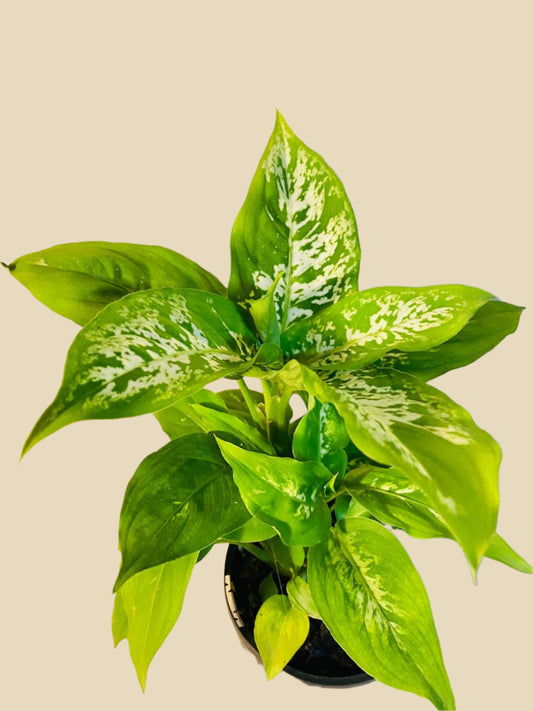 Dieffenbachia Compacta  100mm