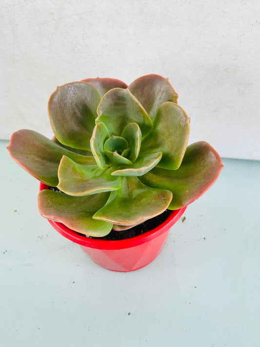 Echeveria Blue Metal 130mm