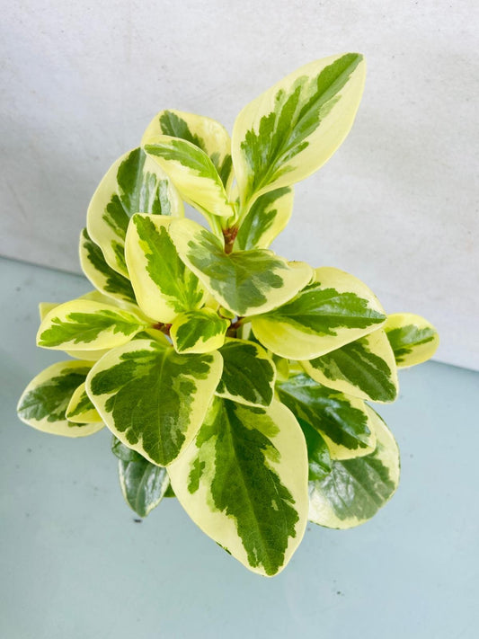 Peperomia Obtusifolia Varigata