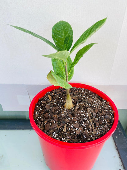 baobab house plant Baobab Plant Adasonia Digitata