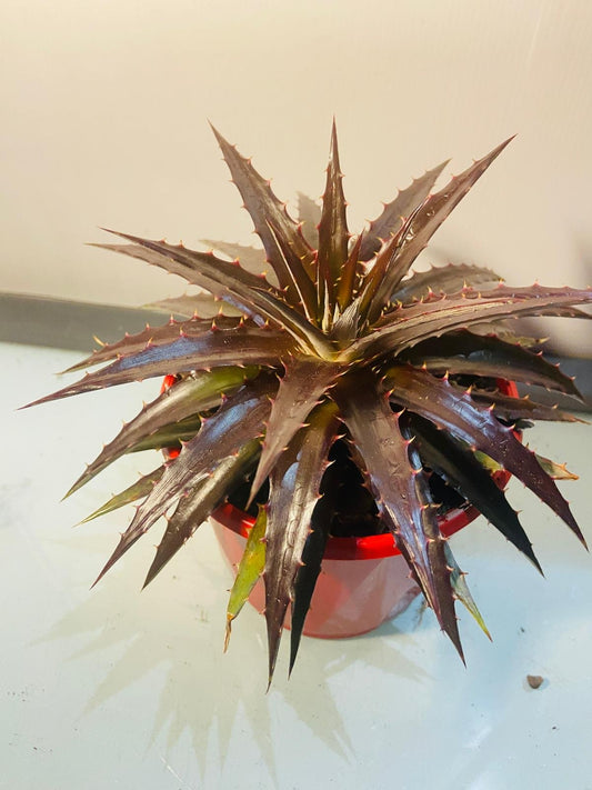 Dyckia #4 130mm Pot Size plant
