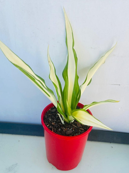 Furcraea Variegated Mauritius Hemp