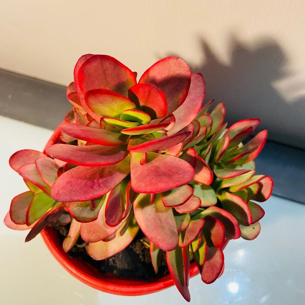 red succulent Buy Crassula Platyphylla Variegata