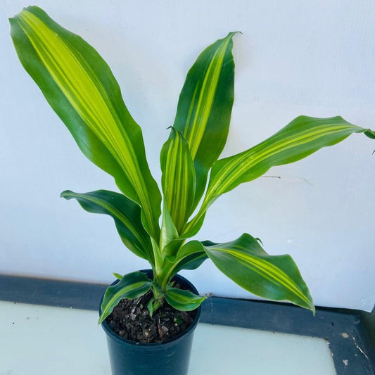 Dracaena Marley  100mm