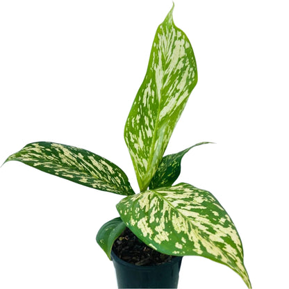 dieffenbachia white flame Dieffenbachia 'White Blizzard' 100mm