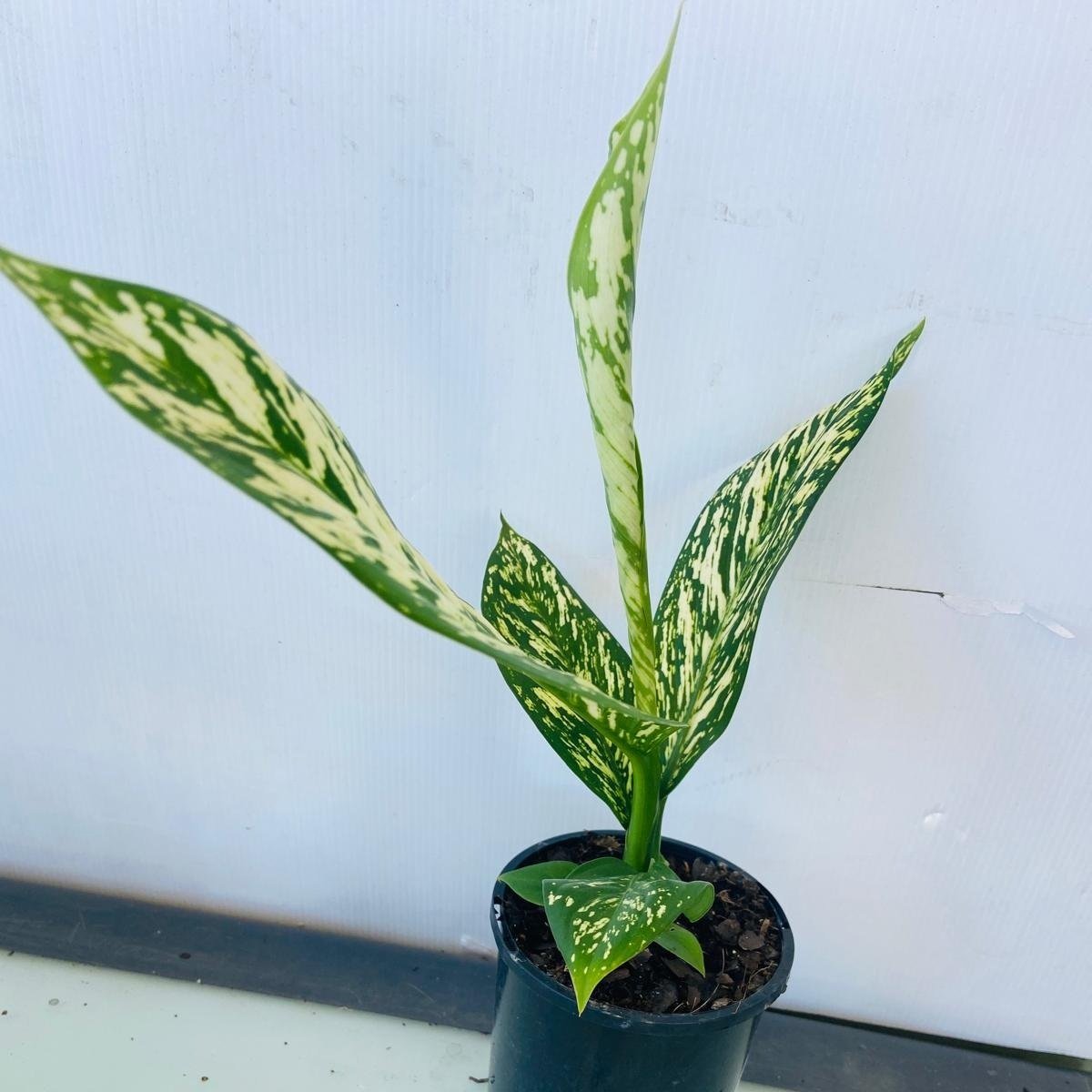 dieffenbachia blizzard Dieffenbachia 'White Blizzard' 100mm