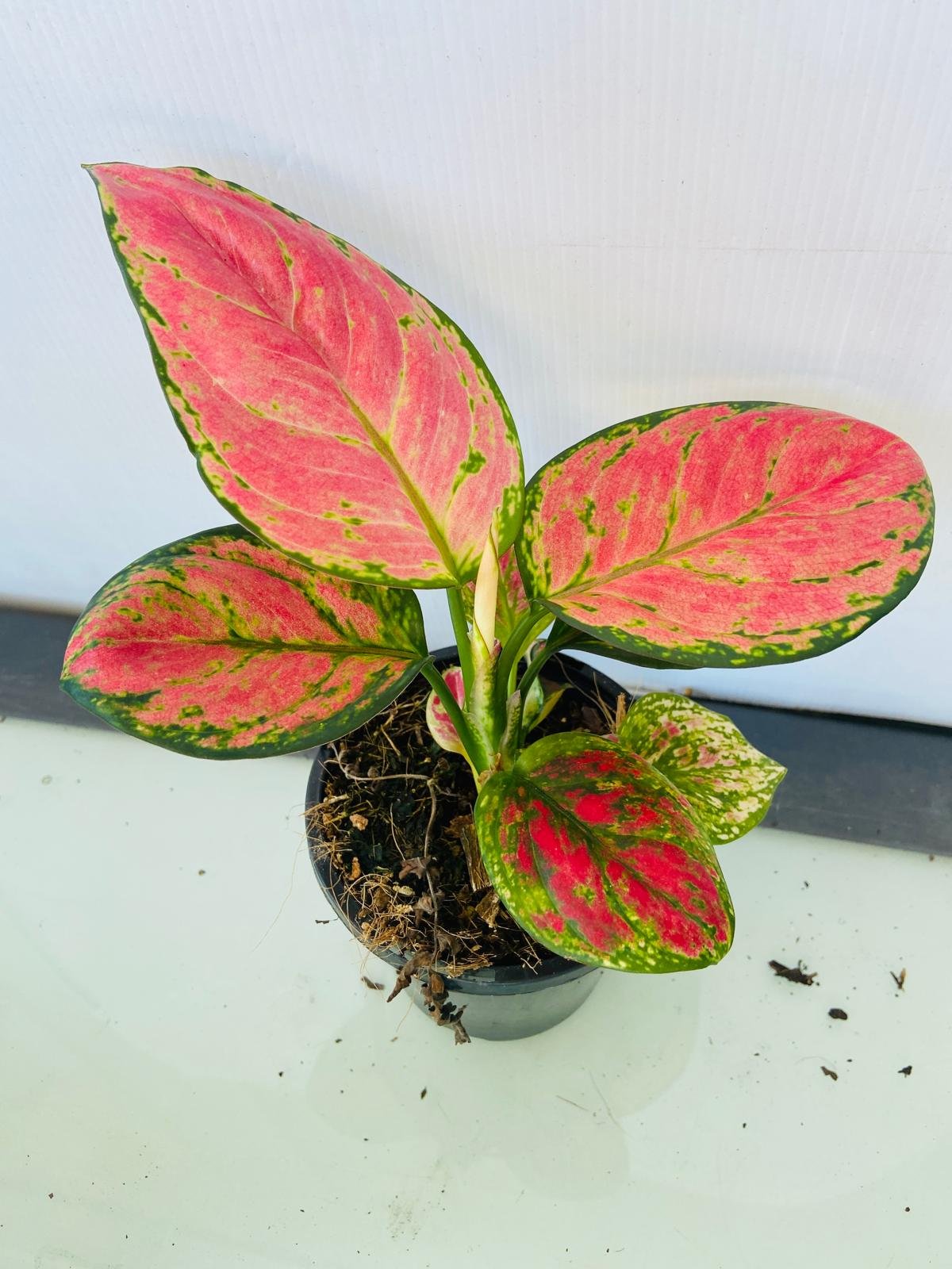 aglaonema red peacock Buy Aglaonema 'Red Beauty'