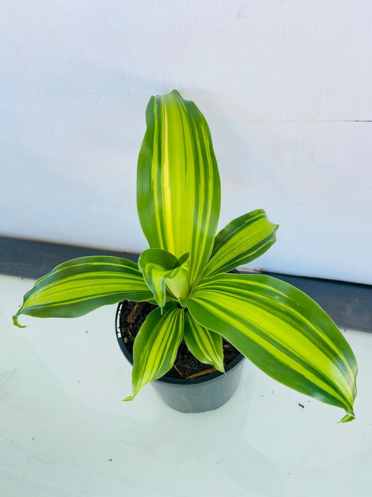 dracaena golden heart plant Buy Dracaena Golden Heart