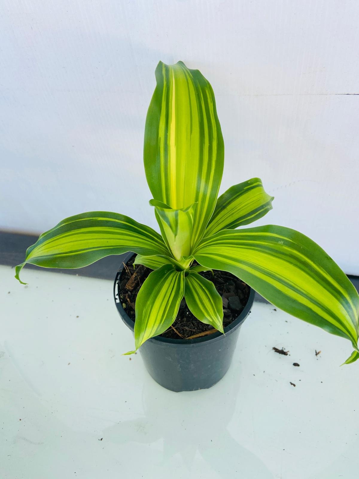 dracaena green heart Buy Dracaena Golden Heart