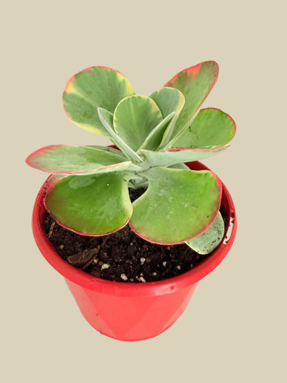 variegated flapjack succulent Kalanchoe Flapjack variegated 130mm