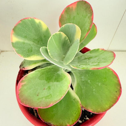 variegated flapjack succulent Kalanchoe Flapjack variegated 130mm