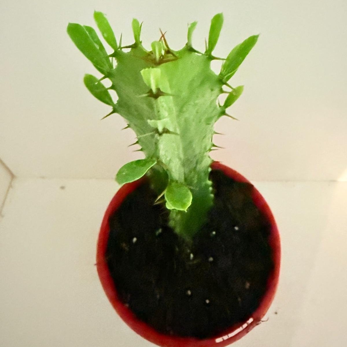 cowboy prickly pear cactus Buy Cowboy Cactus