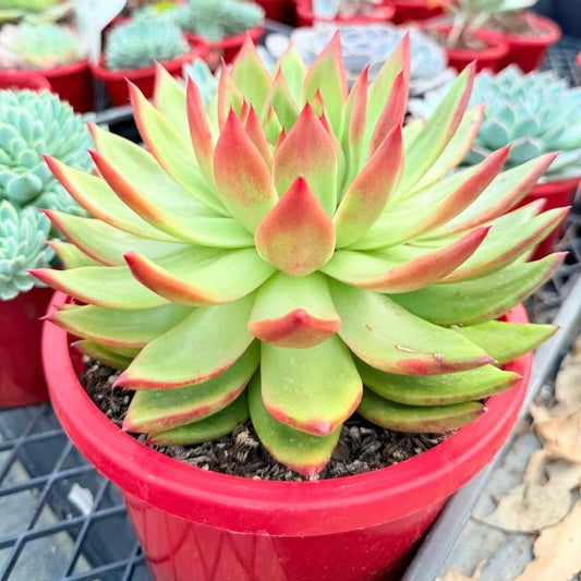 Echeveria Cassini 130mm