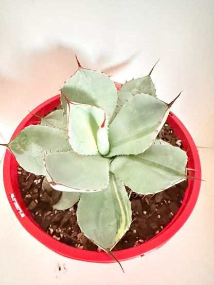 Agave Parryi Truncata