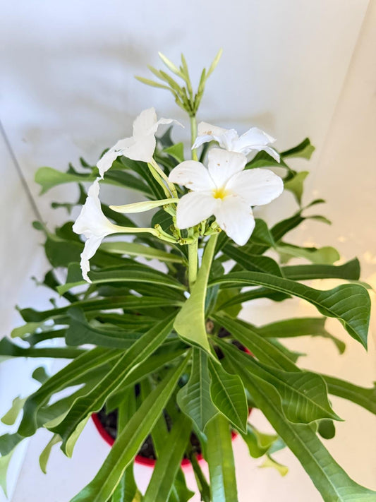 Plumeria 'Paduca' - 3 in one