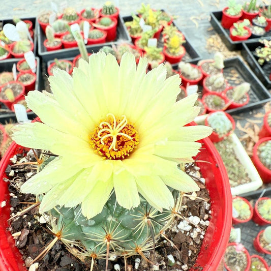 Cacti Corypantha-130mm