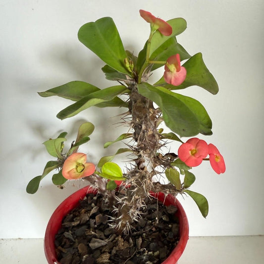 Euphorbia Milli  Maxi Zeus