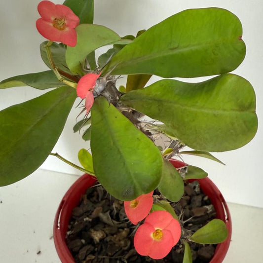 Euphorbia Milli  Maxi Zeus