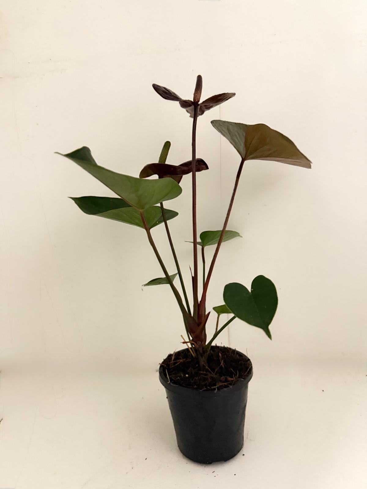 giant chocolate anthurium Buy Anthurium Giant Chocolate