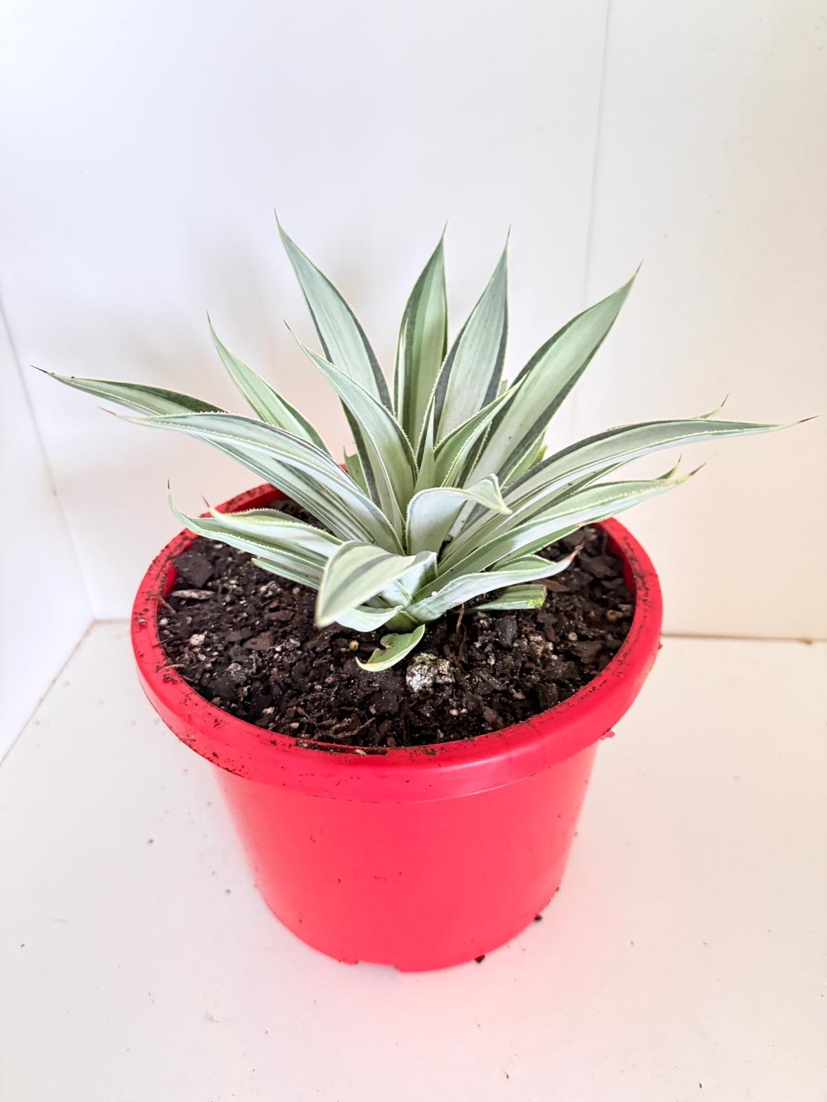 moonbeam succulent Buy Agave Moonbeam
