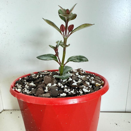 Nematanthus (Lipstick Plant)