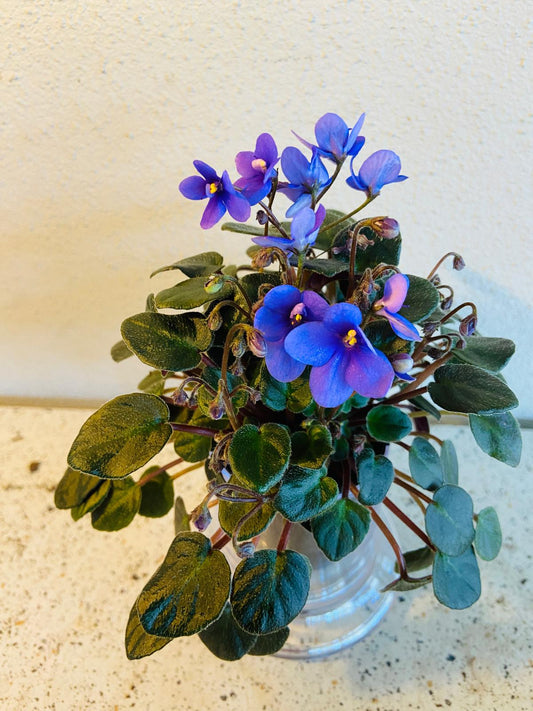 Miniature African Violet Optomara Little Sapphire 50mm