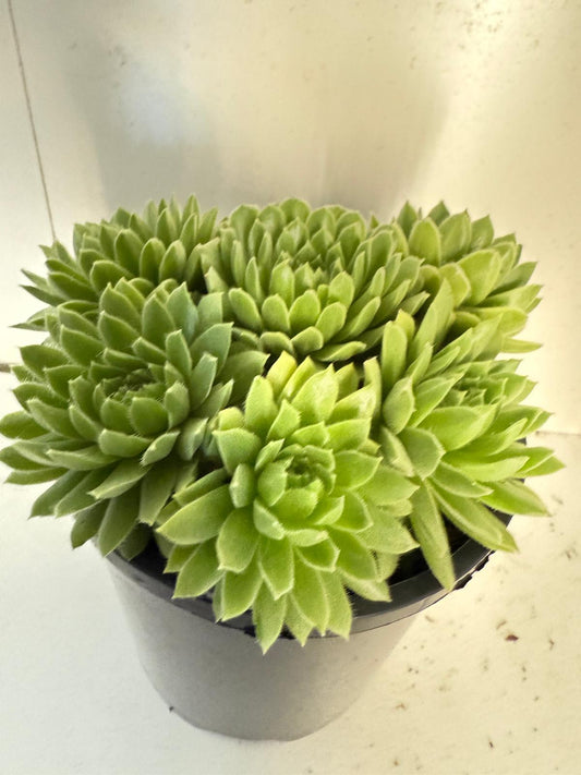 Sempervivum Pekinese  130mm