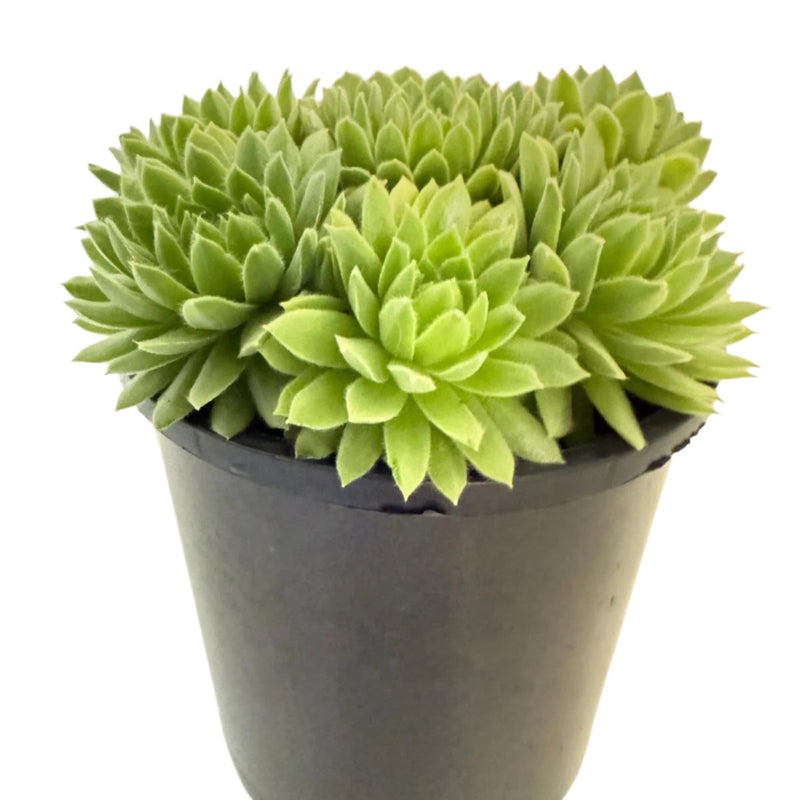 Beginner-Friendly Succulents