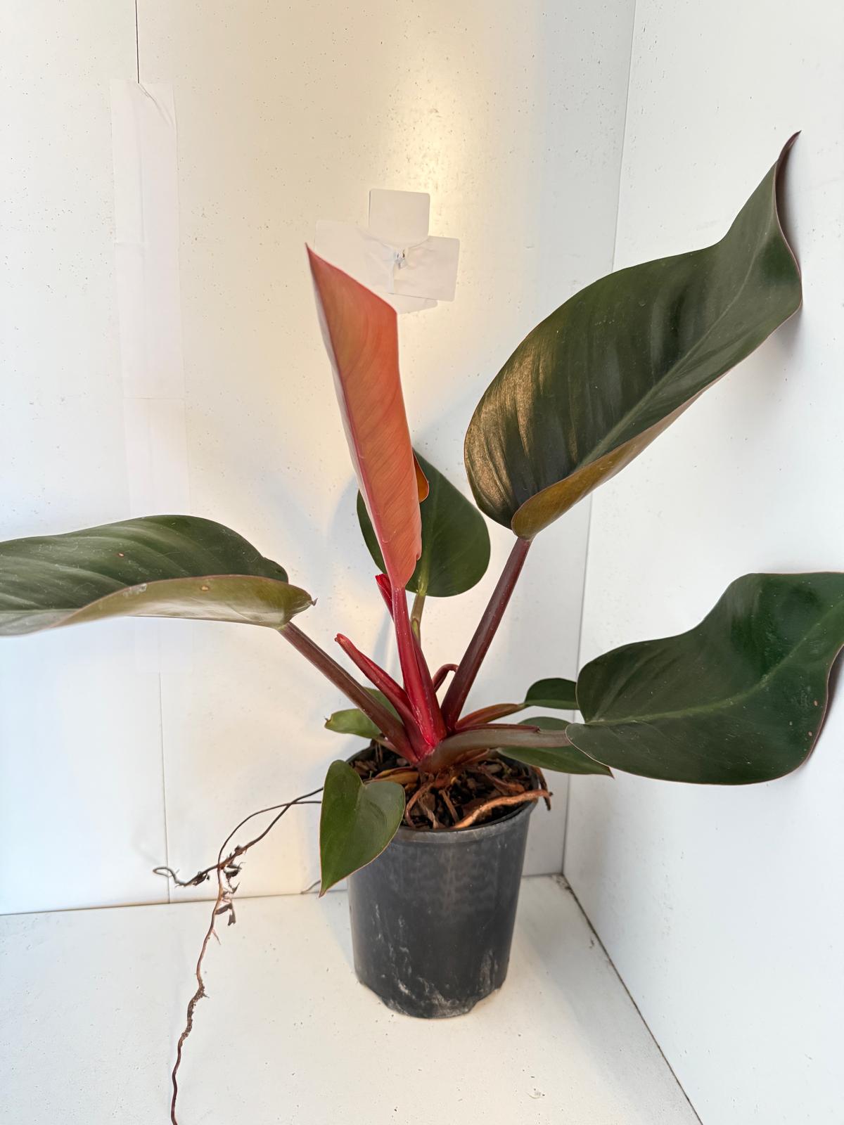 philodendron red emerald vs rojo congo Buy Philodendron Prince of Orange