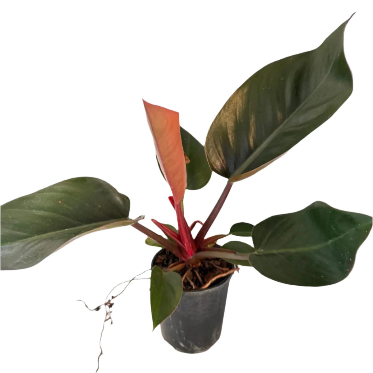philodendron congo australia Buy Philodendron Prince of Orange