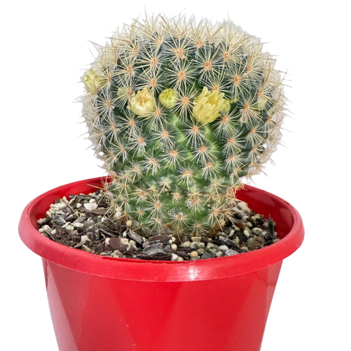 Cacti - Pincushion Cactus Discolour V Schmollii