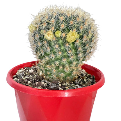 Cacti - Pincushion Cactus Discolour V Schmollii