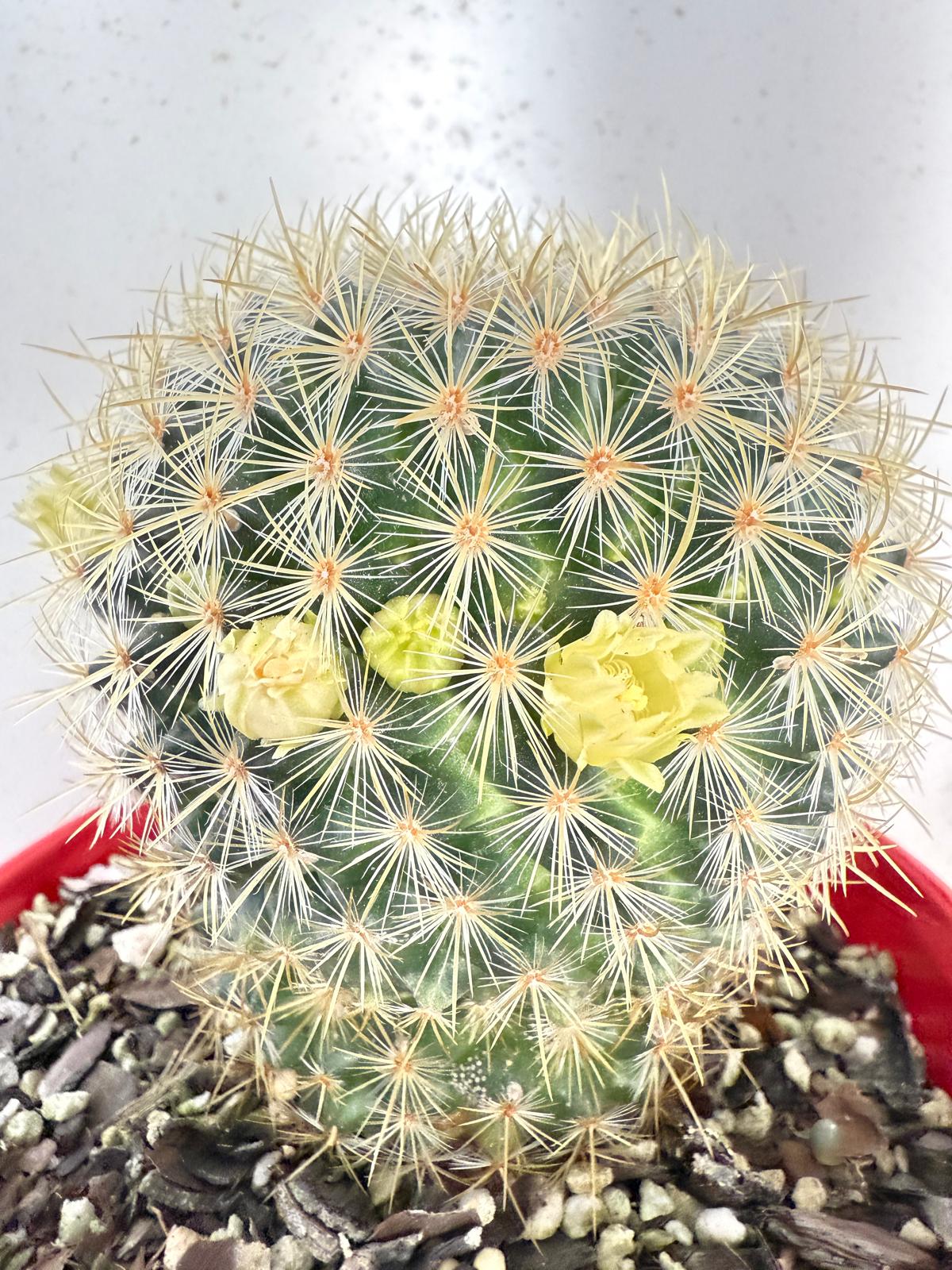 Cacti - Pincushion Cactus Discolour V Schmollii