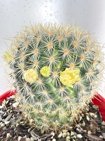 Cacti - Pincushion Cactus Discolour V Schmollii