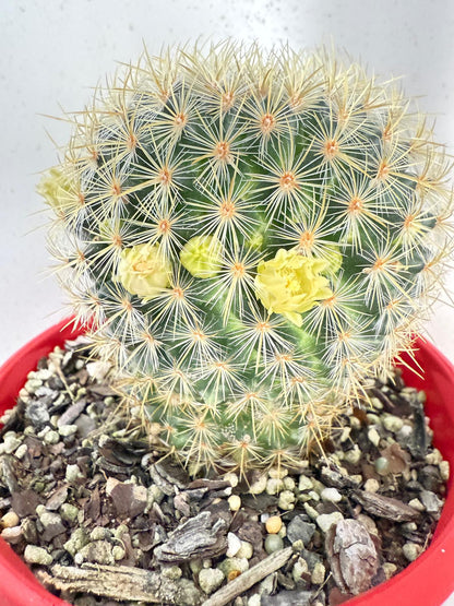 Cacti - Pincushion Cactus Discolour V Schmollii
