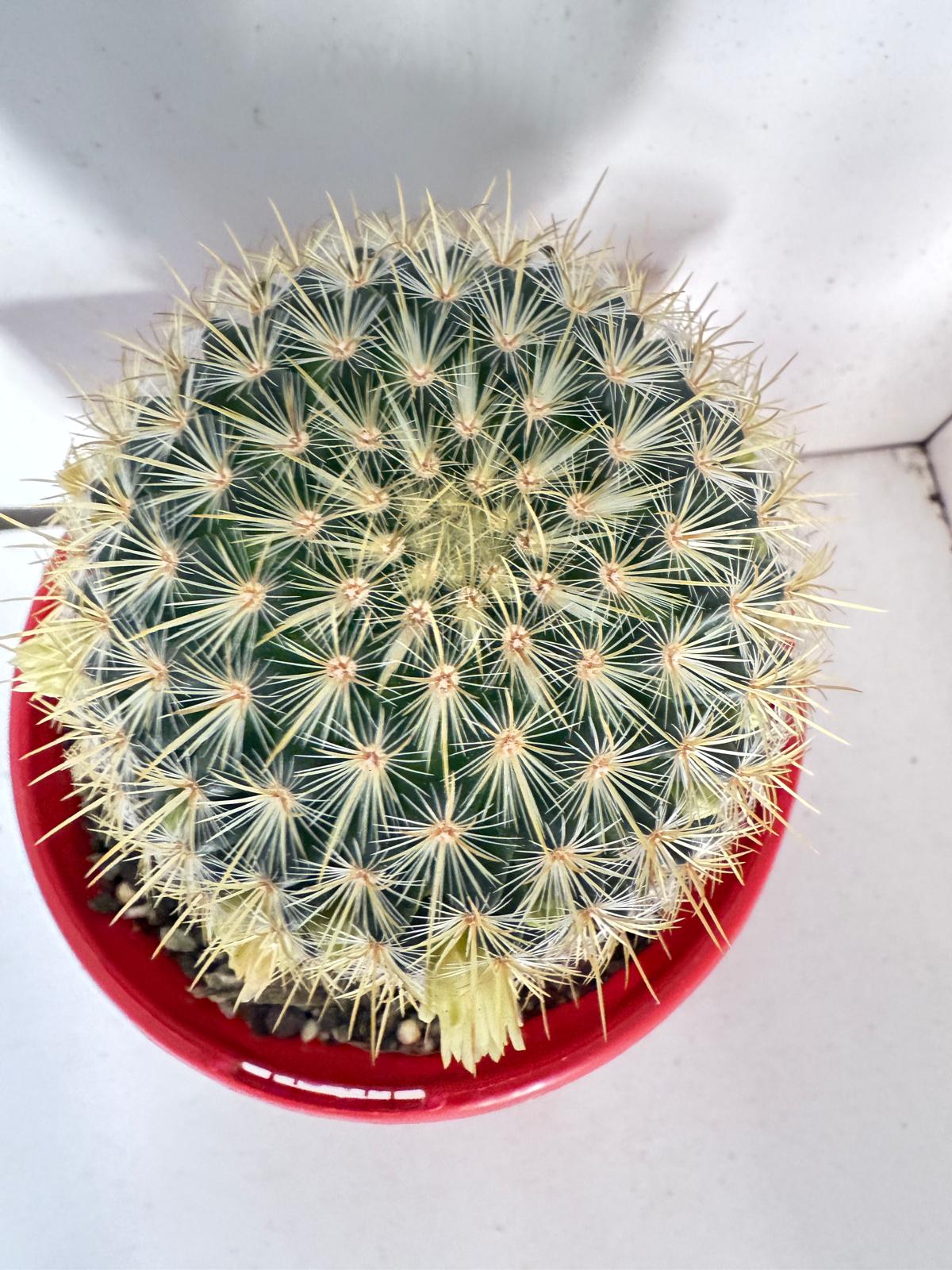 Cacti - Pincushion Cactus Discolour V Schmollii