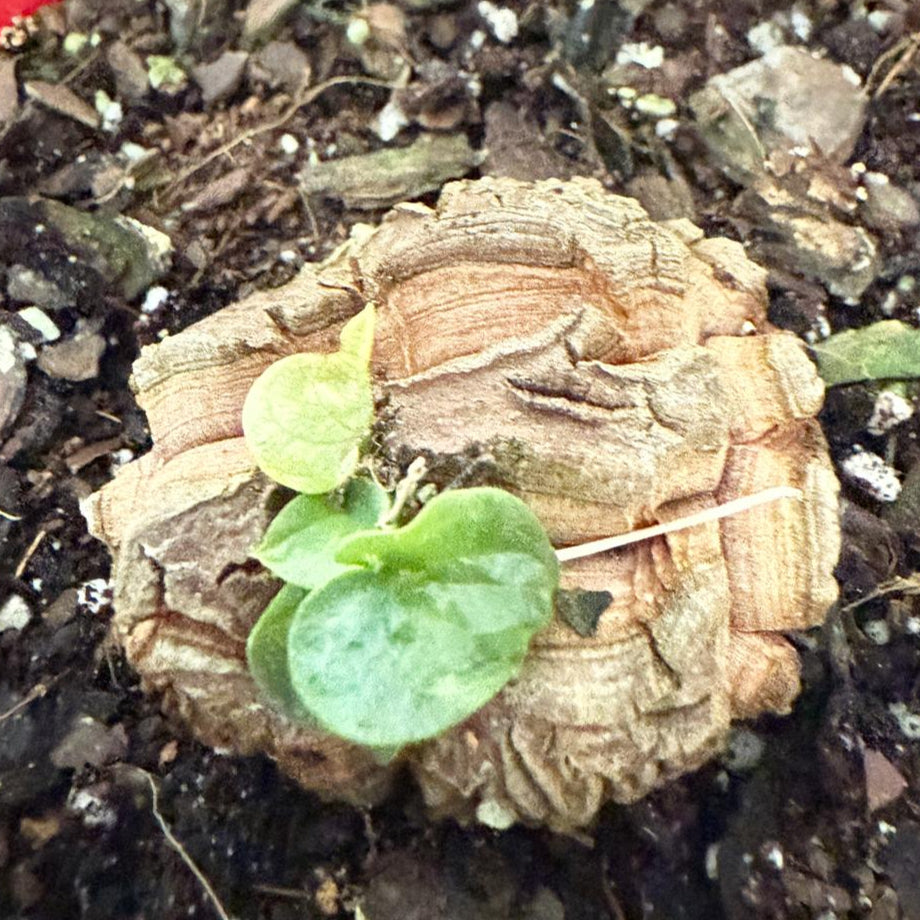 Advanced Elephant Foot  150mm