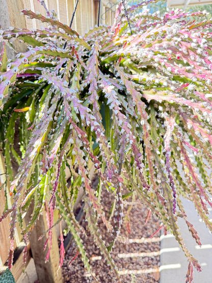 Rhipsalis Lepismium Cruciforme Spiralis-Corkscrew Cactus with Twisting Stems