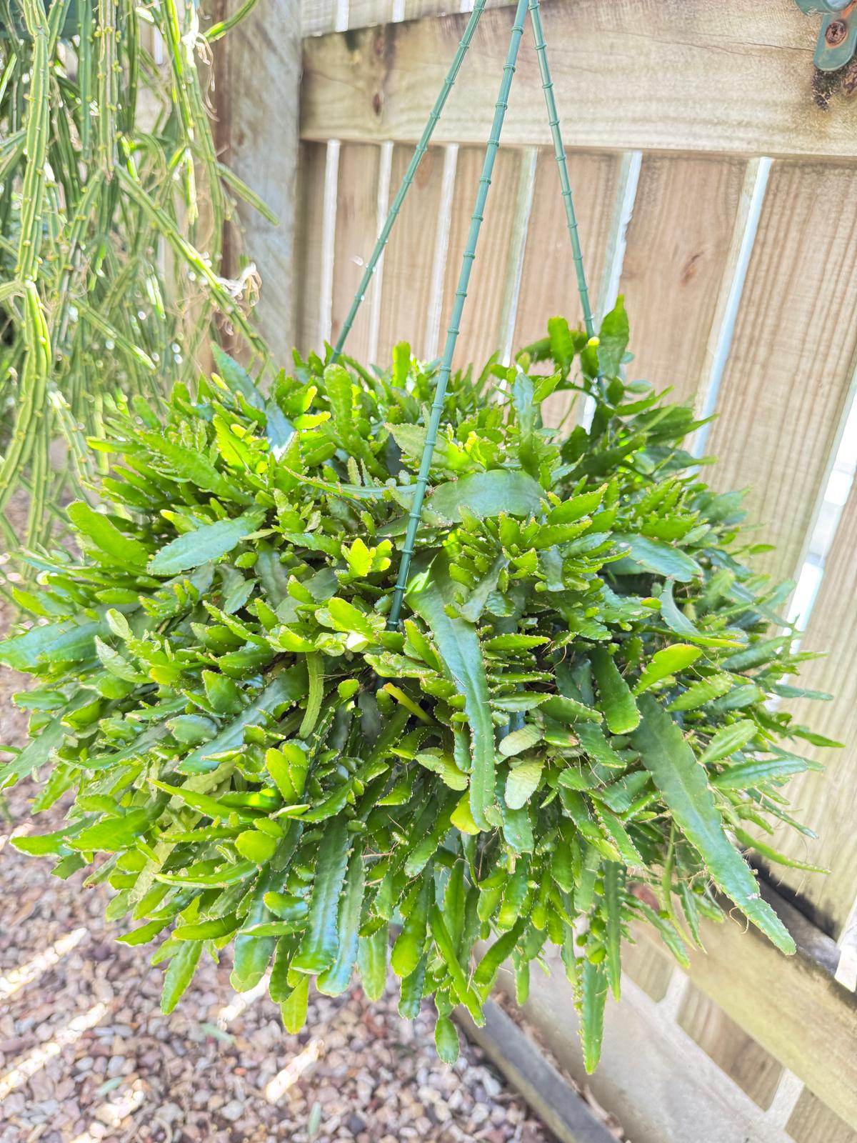 Rhipsalis Bits n Pieces