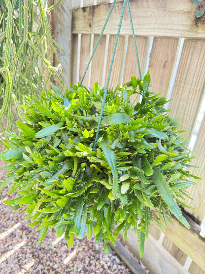 Rhipsalis Bits n Pieces