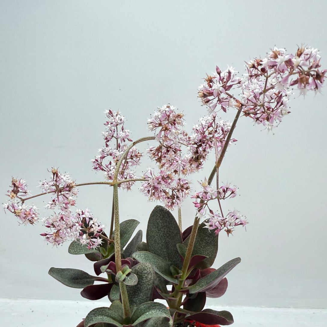 Crassula Streyi 130mm