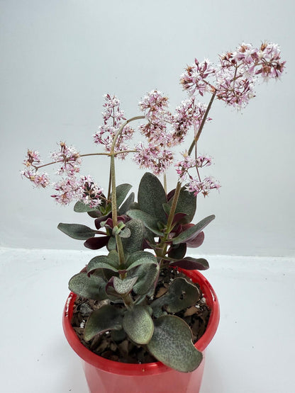 Crassula Streyi 130mm