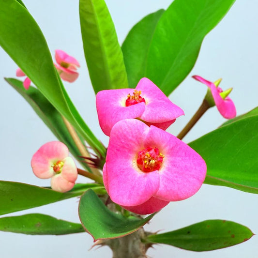 Euphorbia Milli  ‘Soft Pink’ #729