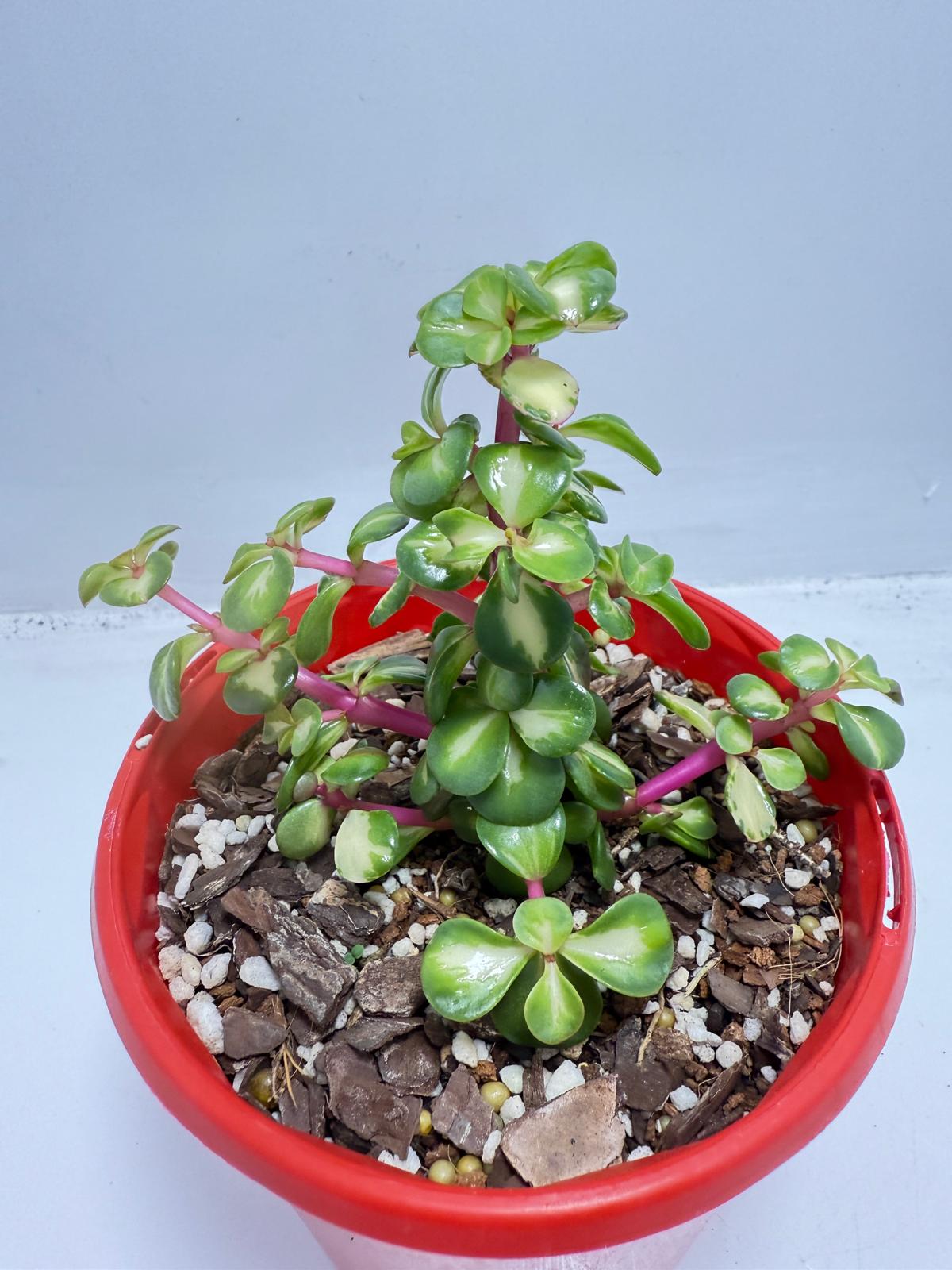 Portulacaria Jade Plant - Succulent