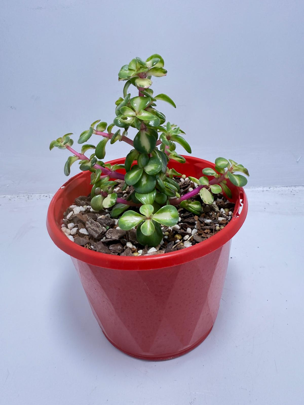 red stem jade plant Buy Portulacaria Jade