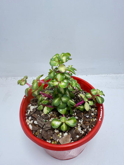 Portulacaria Jade Plant - Succulent