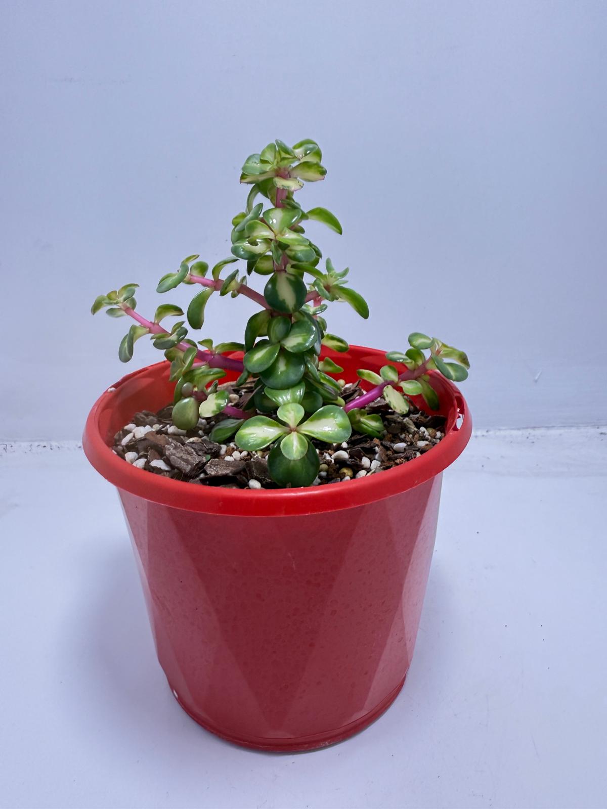 Portulacaria Jade Plant - Succulent